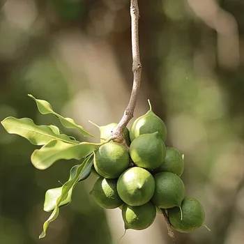 Macadamia Nuts
