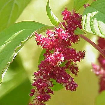 Organic Amaranth Flour