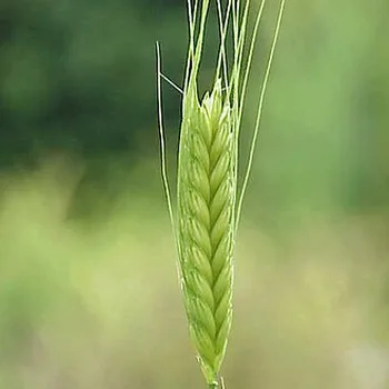 Biologisch tarwegras poeder (glutenvrij)