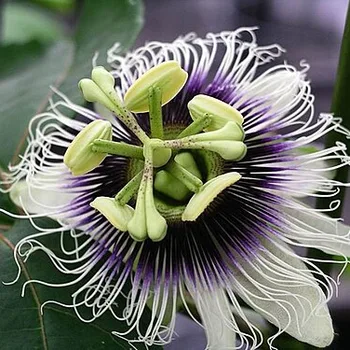 Passion Fruit
