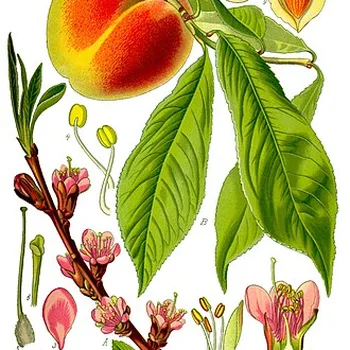خوخ طازج (دراق)