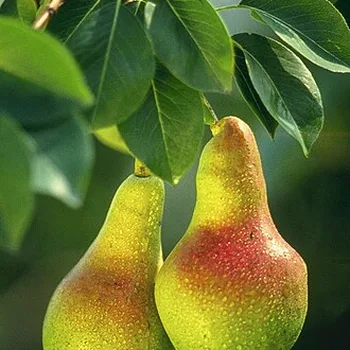 كمثرى (إجاص)