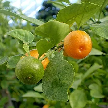 Calamansi (Philippine Lime)