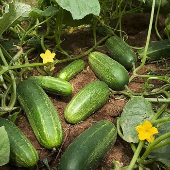 Pickled Armenian Cucumber (Mekteh)