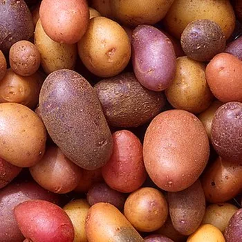 سلطة بطاطا مسلوقة بالبقدونس
