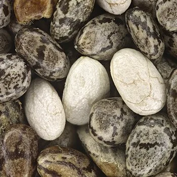 Vanilla Chia Pudding with Almond Milk