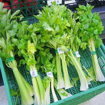 Pure Cold-Pressed Celery Juice