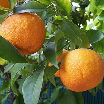 Pure Distilled Orange Blossom Water