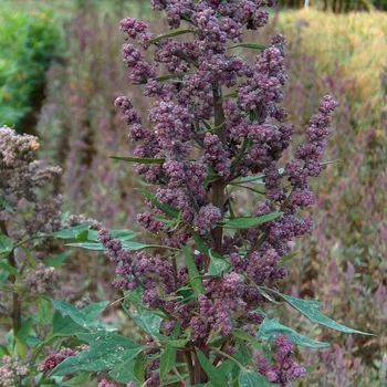 Quinoa
