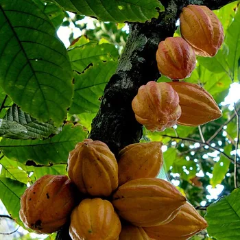 Raw Organic Cacao Powder 100% (Unsweetened)