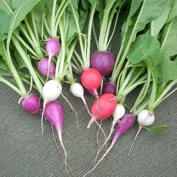 Red Radish