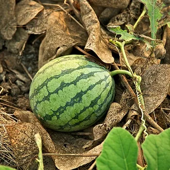 Shelled Watermelon Seeds