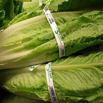 Romaine Lettuce