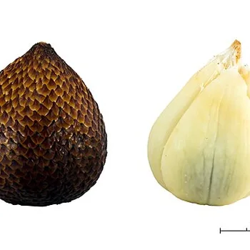 Salak (Snake Fruit)
