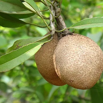 Sapodilla (Chikoo)