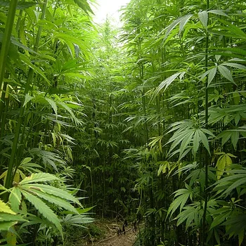 Shelled Hemp Seeds
