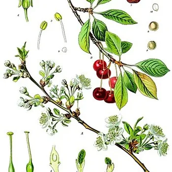 Zure kersen (Morellen)