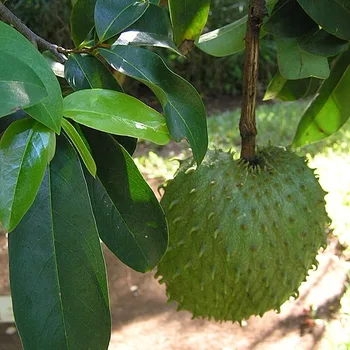 Soursop (Guanábana)