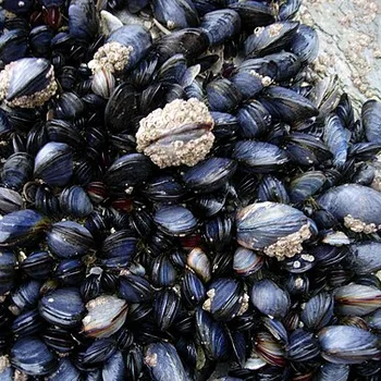 Spanish Mussels in Escabeche Marinade