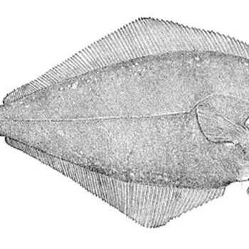 Steamed Pacific Halibut