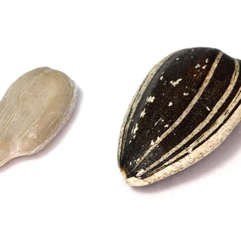 Sunflower Seeds