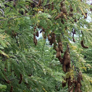 Tamarind Drink