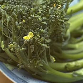 Tenderstem Broccolini (Bimi)