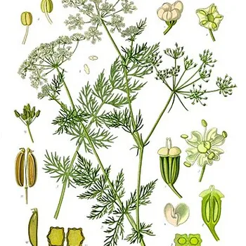 Warm Caraway Seed Tea