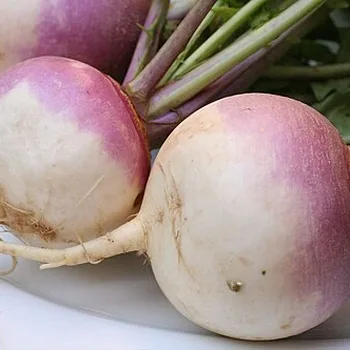 Witte meiraap
