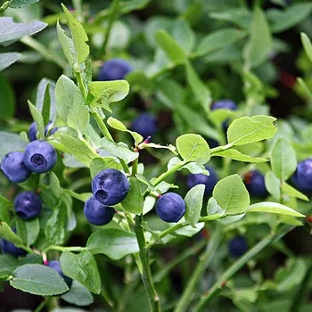 Wild Bilberries